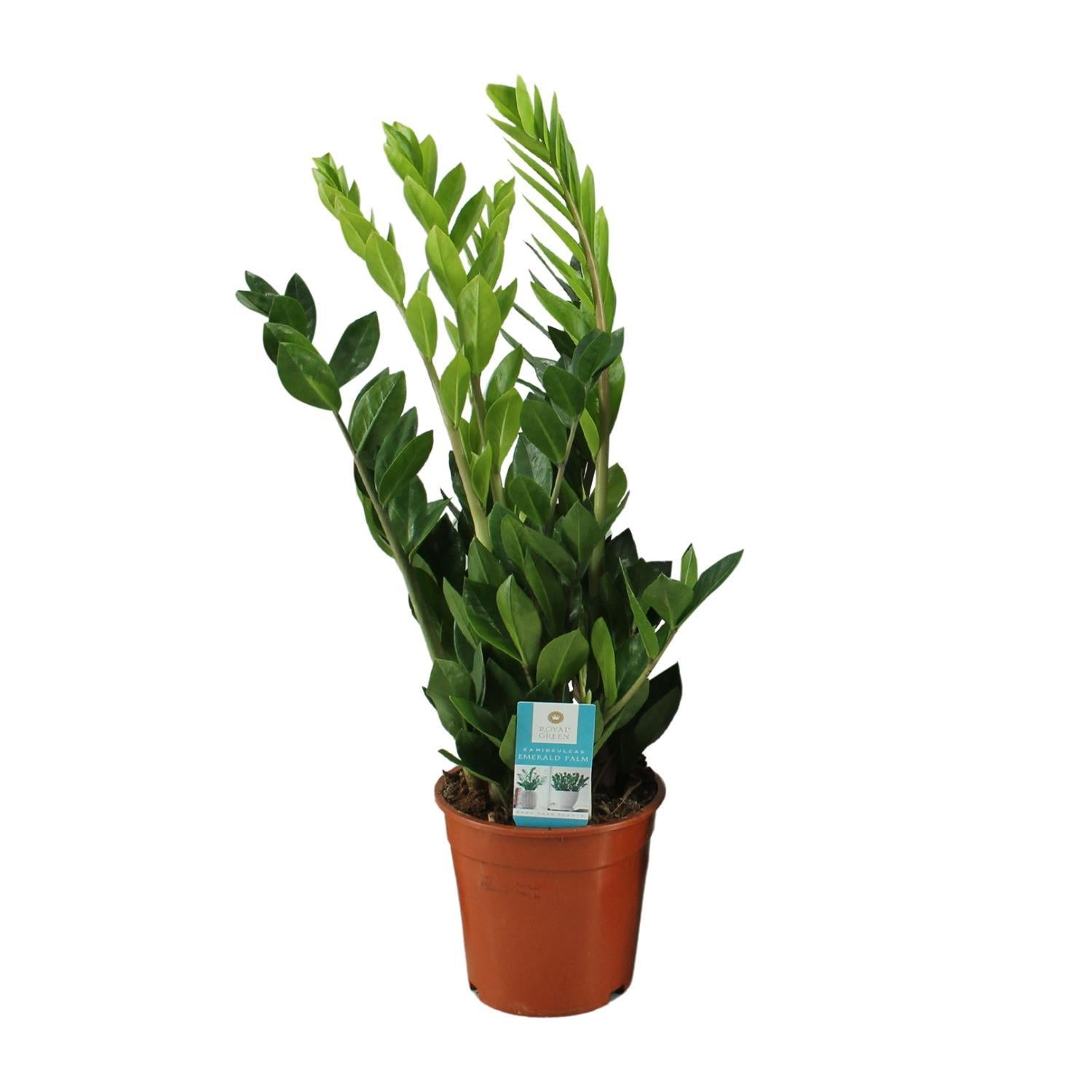 Smaragdpalme - Zamioculcas Zamiifolia - Ø17cm - ↕65cm