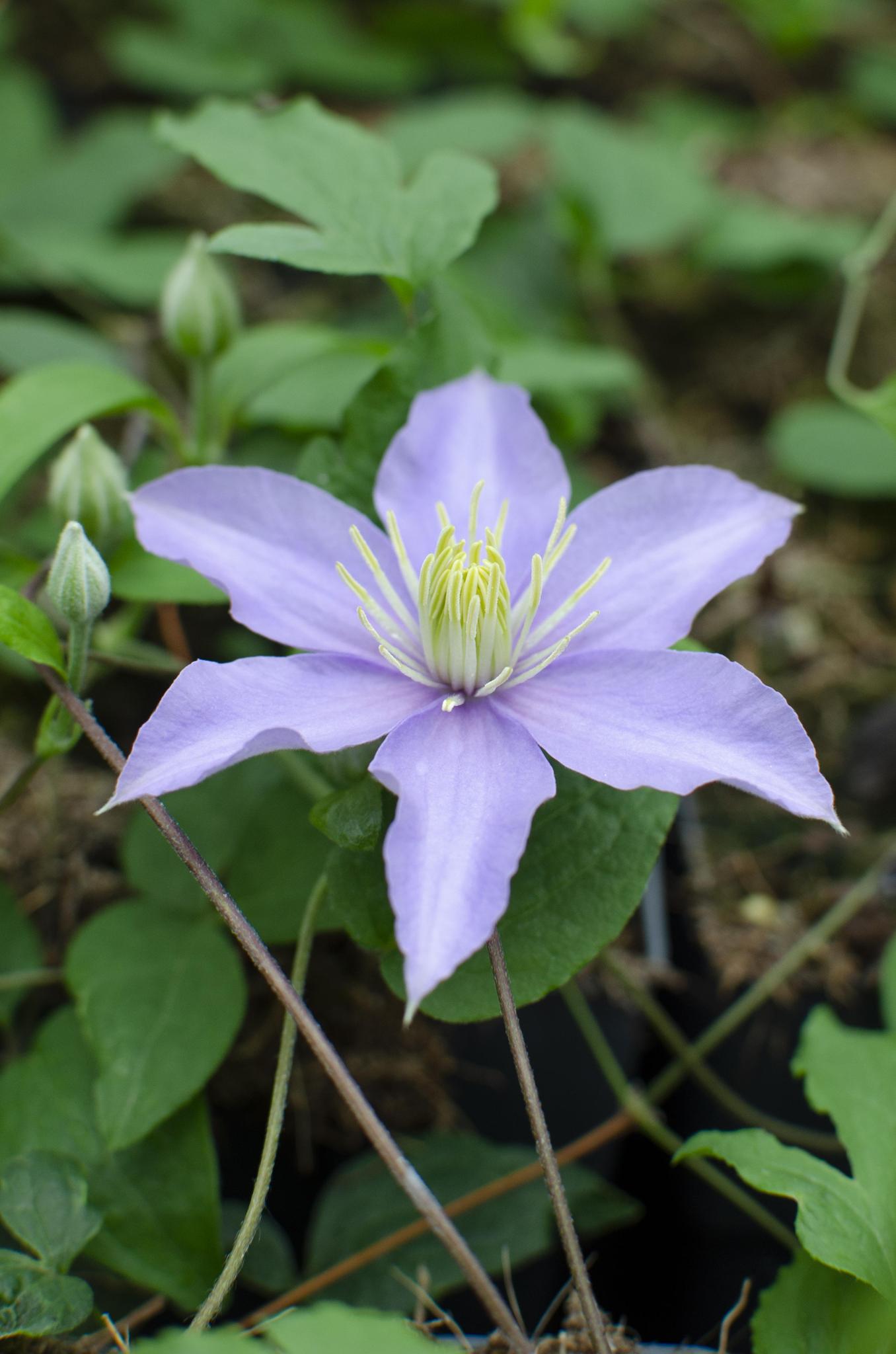 Clematis Justa - Waldrebe Clematis Lavendelfarben bis violett - ↨65cm - Ø15