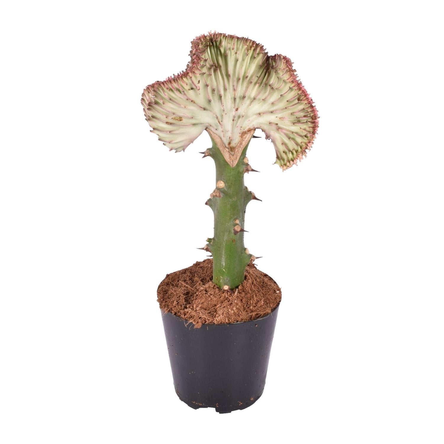 Korallenkaktus Euphorbia lactea Cristata rot - 30 cm - ø10,5