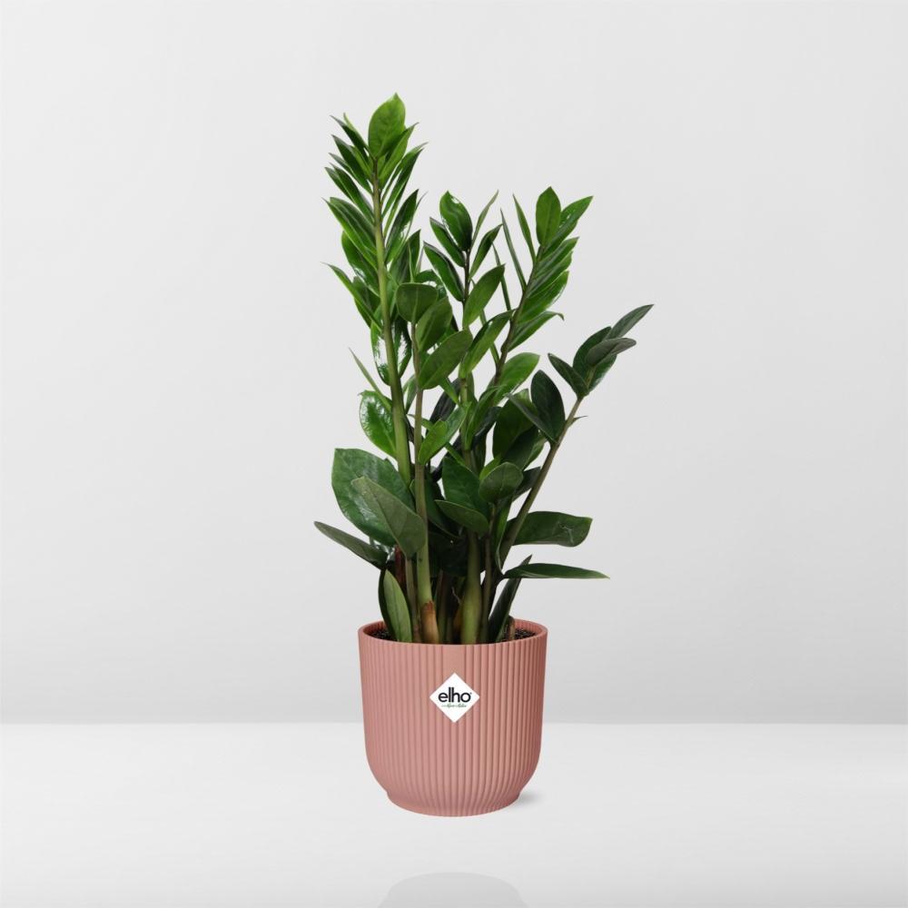 Zamioculcas – Hoogte 45-50 in ELHO Vibes Fold Topf  14cm rosa