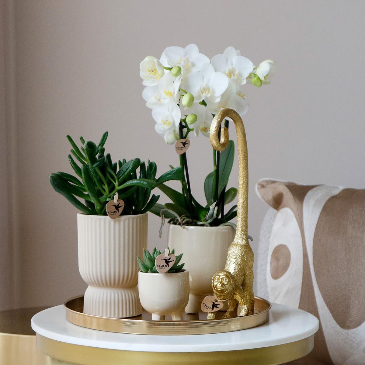 Orchidee Komplettes Pflanzenset Luxury Living | Grünpflanzen mit weißer Phalaenopsis-Orchidee inkl. Keramik-Ziertöpfe und Zubehör