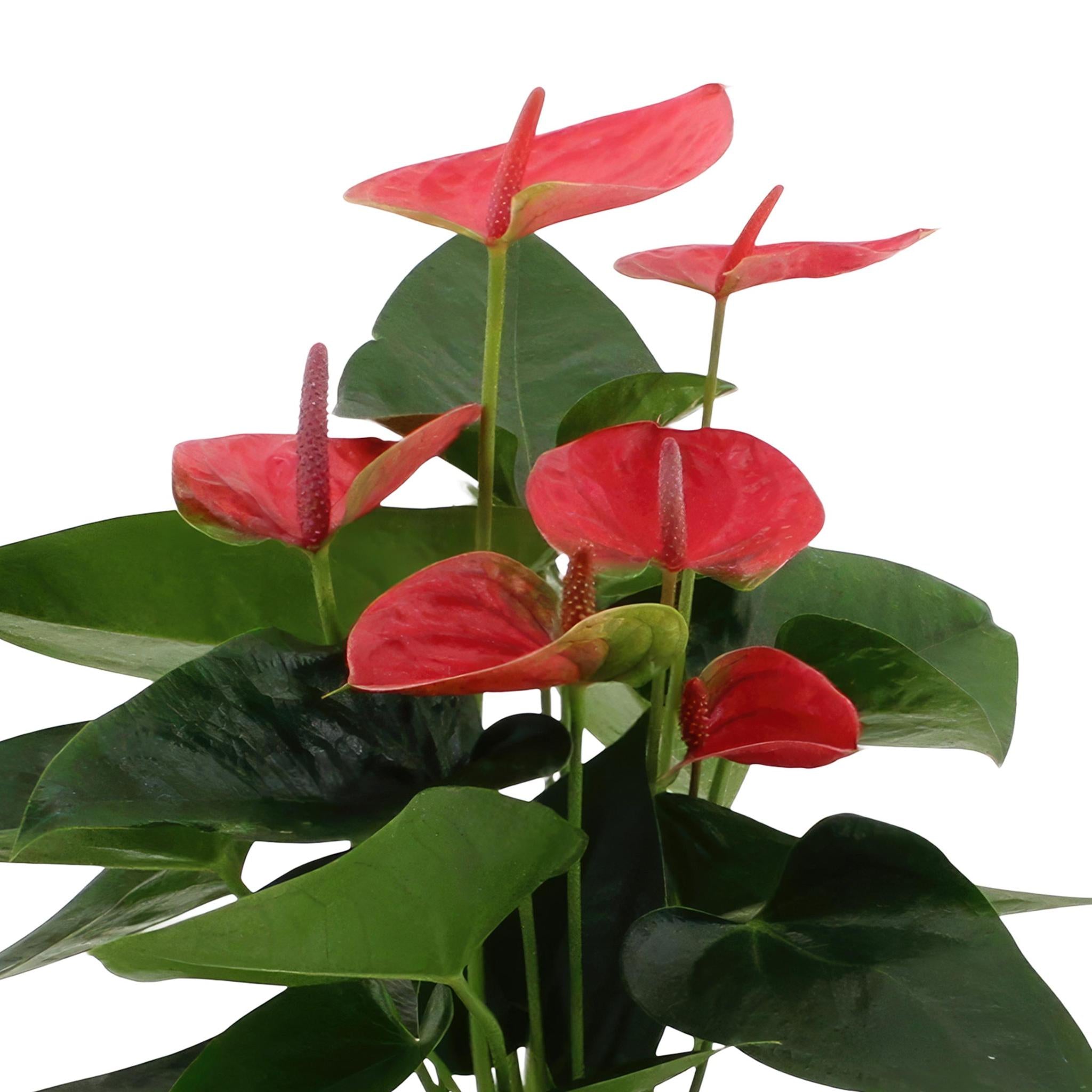 Anthurium andreanum Sweet Dream incl. PURE Korb - 45cm - Ø12