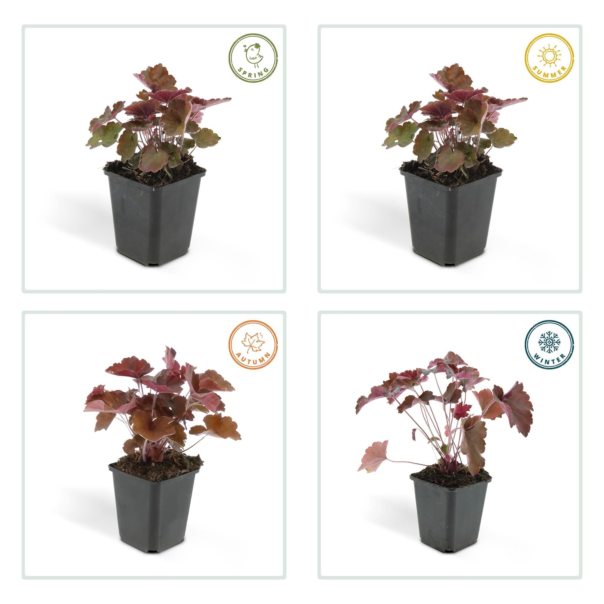 Purpurglöckchen -  Heuchera mic. 'Palace Purple' - ↕25cm - Ø9cm