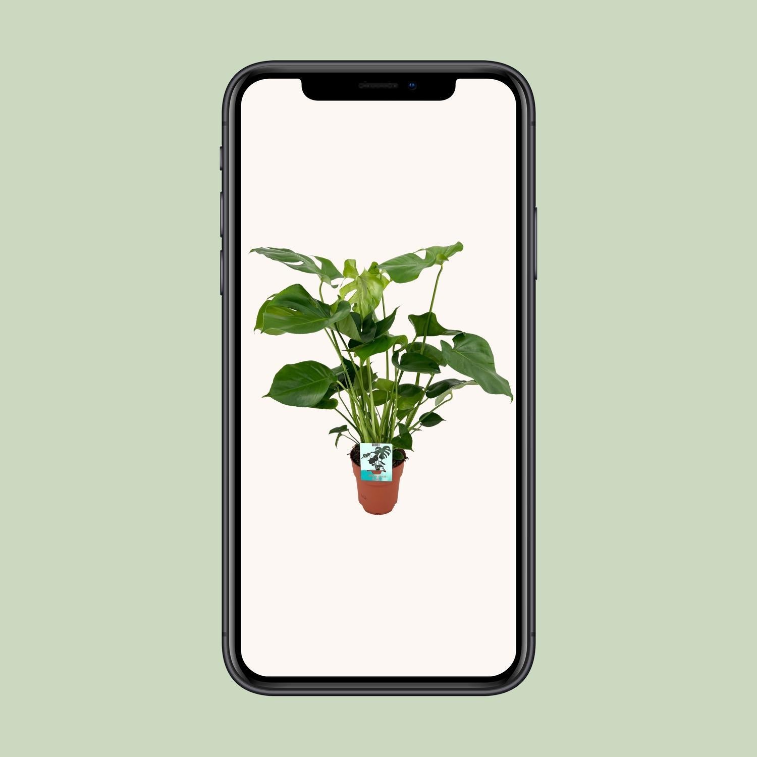 Monstera Deliciosa – Lochpflanze – 65 cm – Ø21 – Ø19 cm – 60 cm