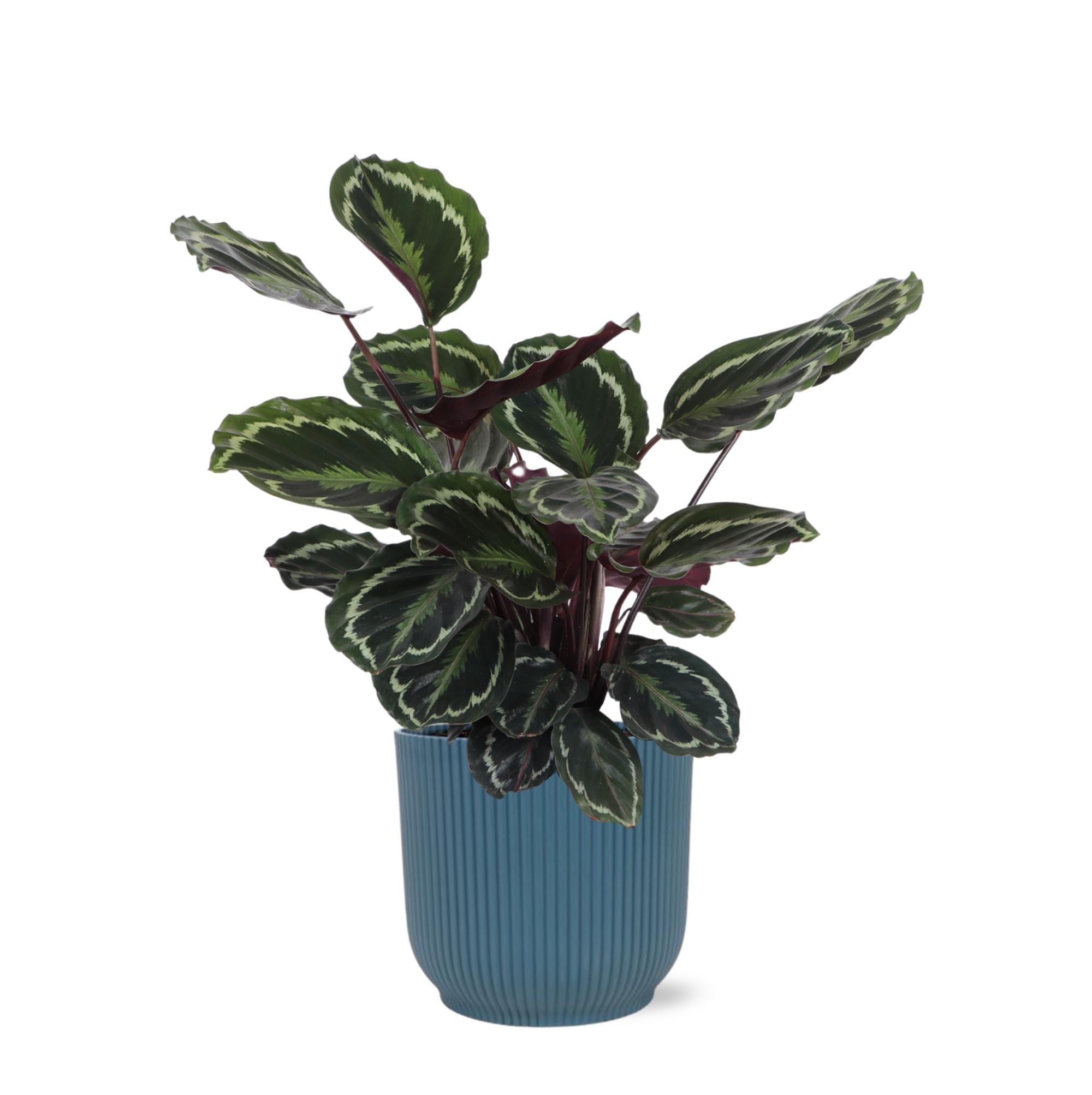 Calathea Medaillon- Korbmarante -  Ø21cm - ↕70cm in Vibes Topf blau