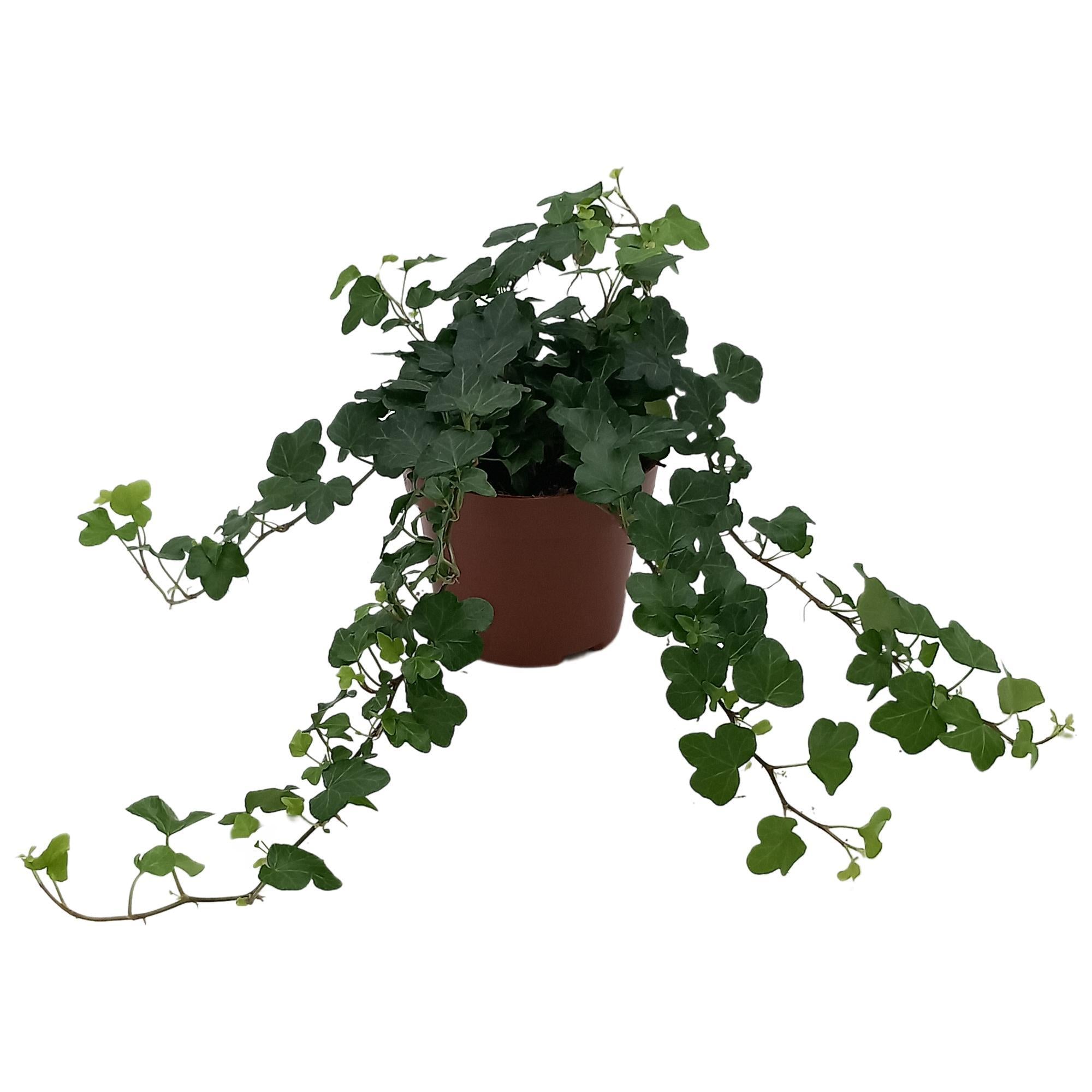 Efeu - Hedera Helix 'Wonder' - Ø13cm - ↕cm