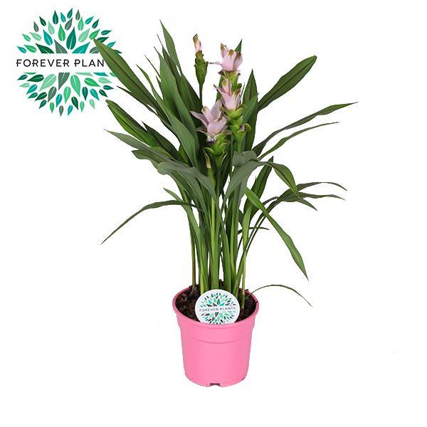 Kurkumapflanze Siam - Curcuma Siam Sweet - Ø17cm - ↕60cm