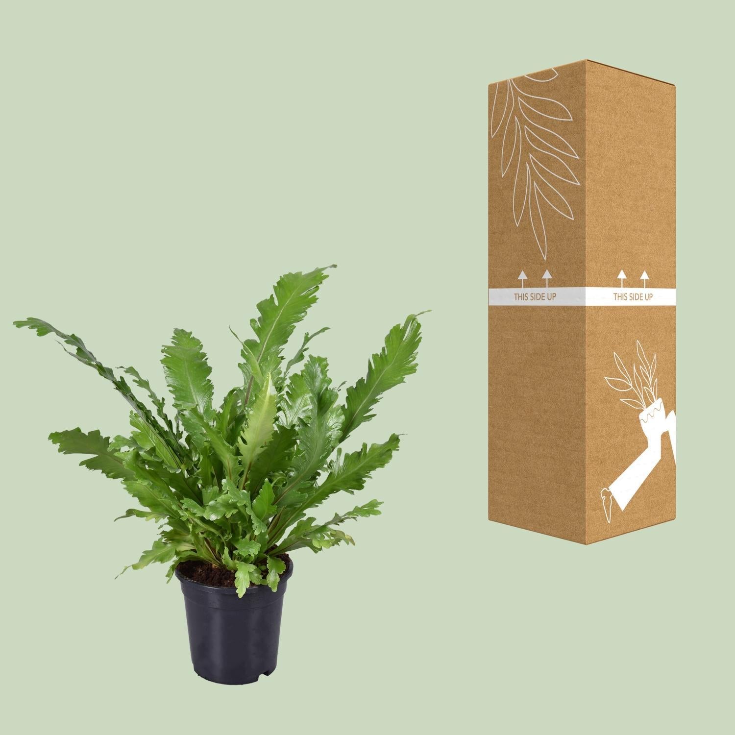 Vogelnestfarn - Asplenium Nidus - Ø17cm - ↕45cm