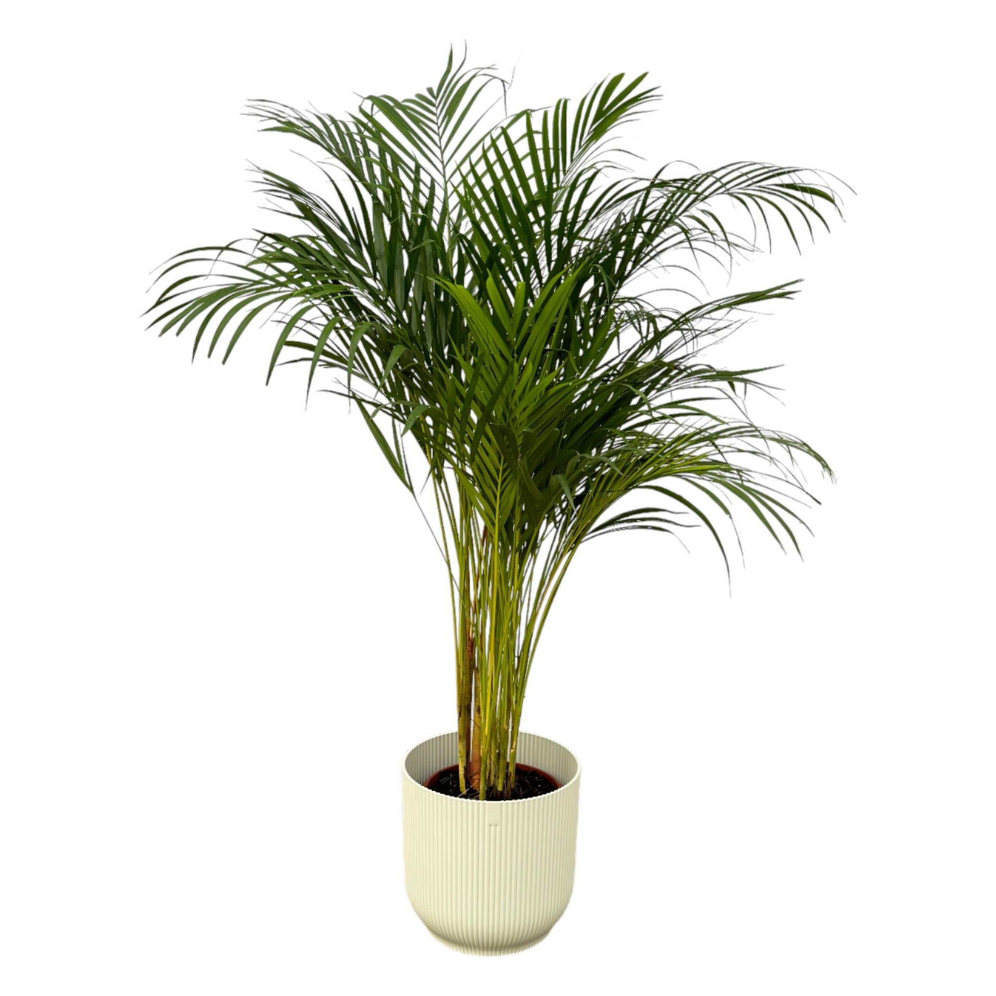 Arecapalme Dypsis lutescens – ↨130 cm – Ø24 cm inklusive elho Vibes Topf  weiß D30 x H27