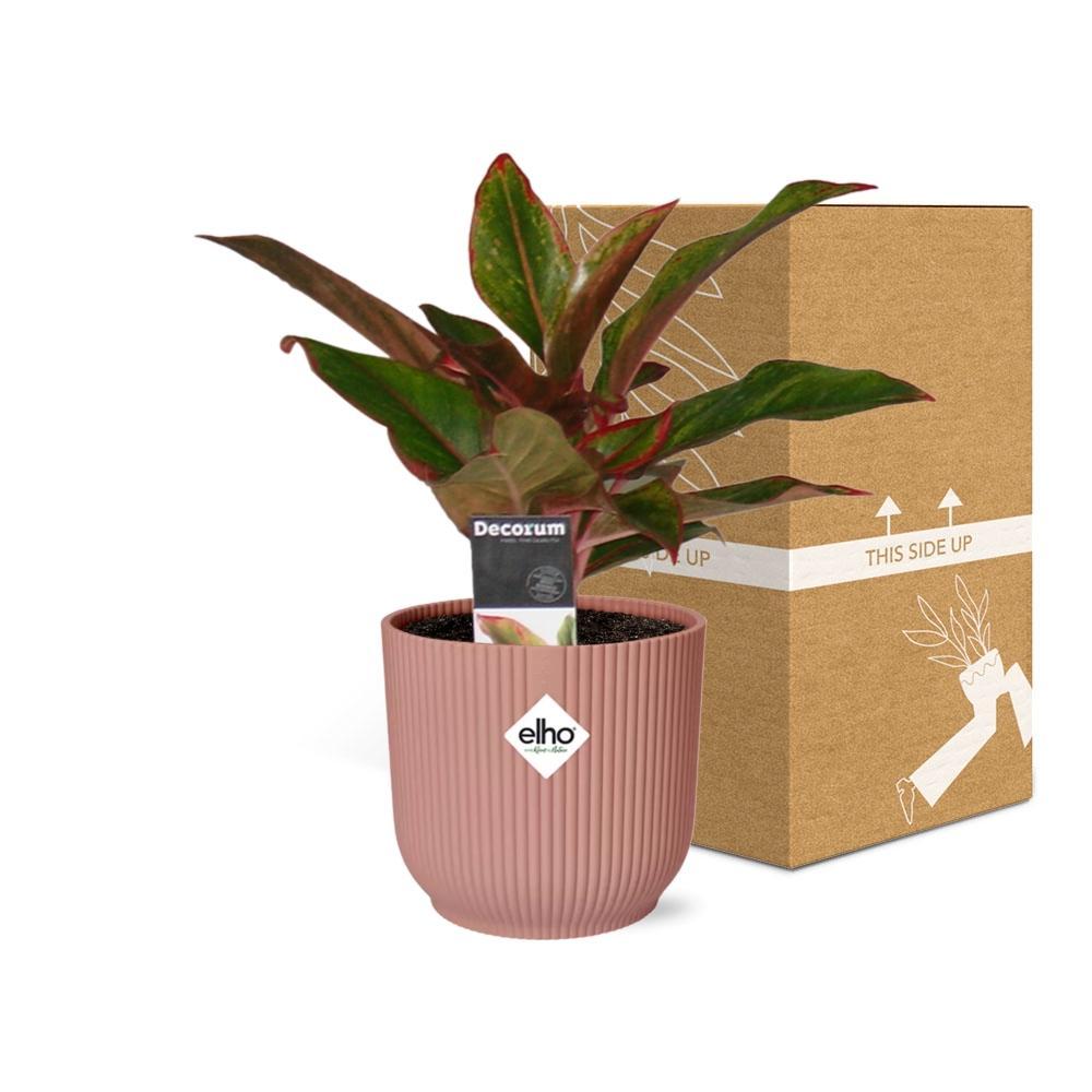 Kolbenfaden - Aglaonema Crete in ELHO Vibes Fold 14cm Topf rosa