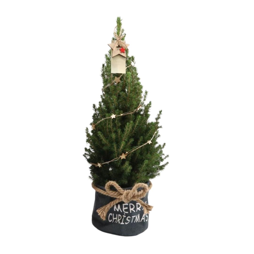 Kleiner Weihnachtsbaum in Xmas Sack blau - 70 cm - Picea Glauca Conica - inklusive Sternenbeleuchtung und Batterien