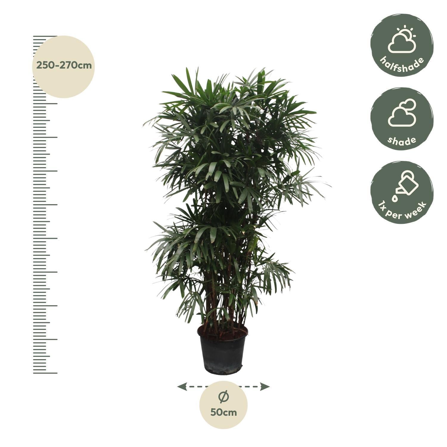 Rhapis Excelsa - 260cm - ø50