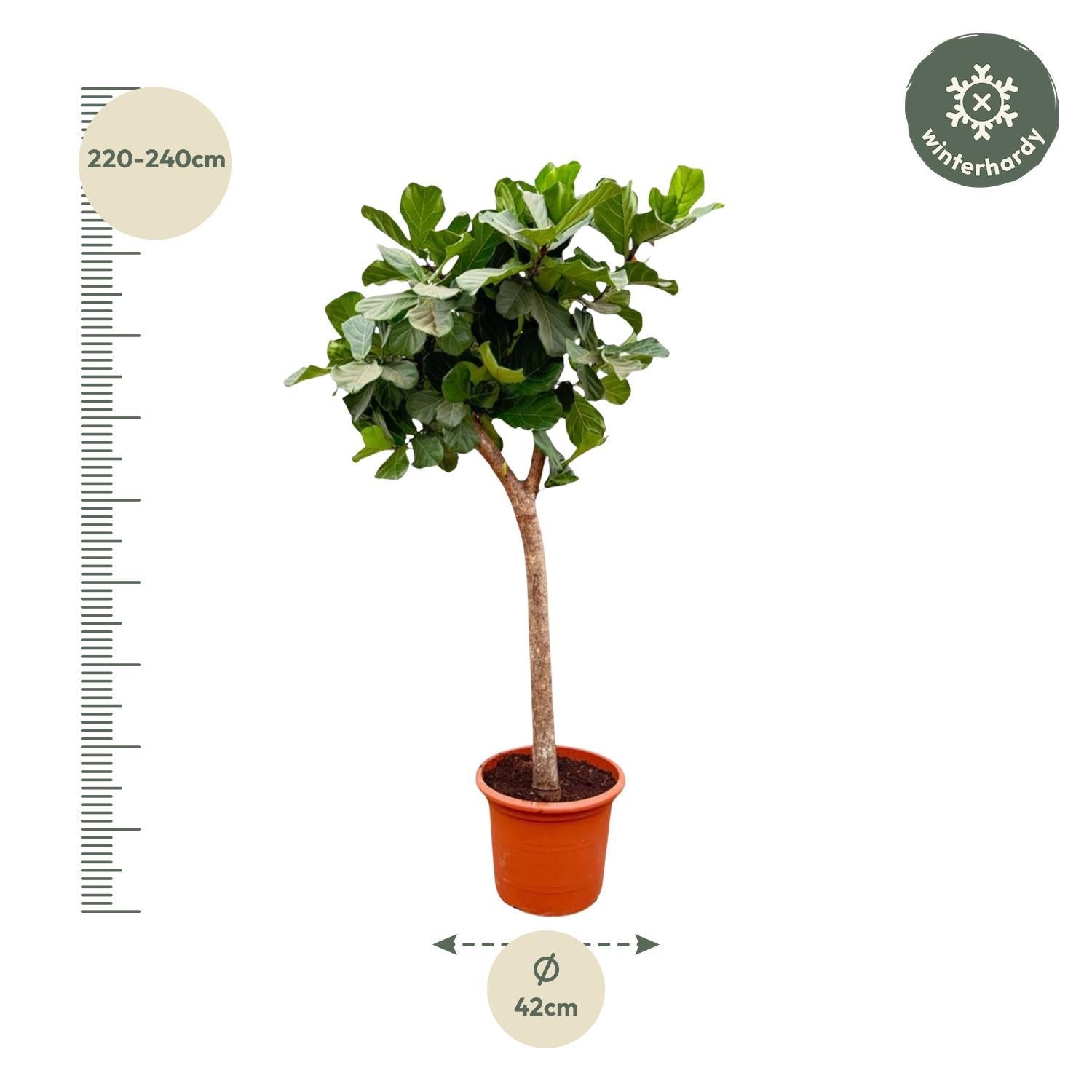 Geigenfeige - Ficus Lyrata Baum XXXL - 230cm - ø42