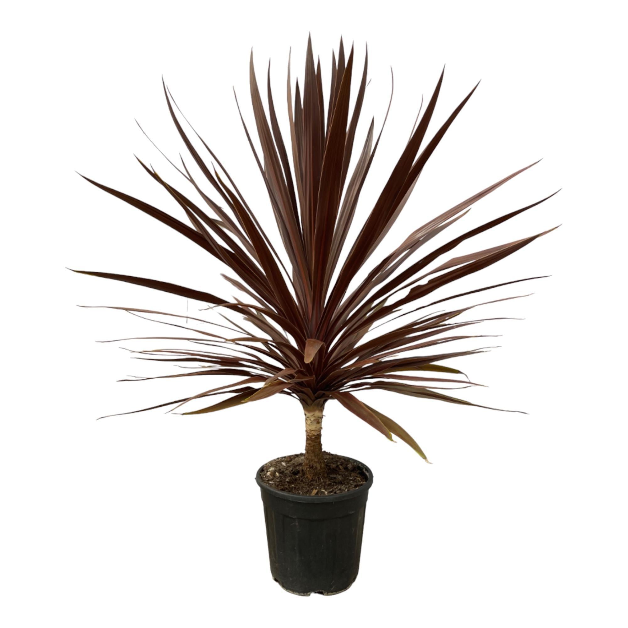 Keulenlilie - Cordyline Red Star - 120 cm - Ø30cm