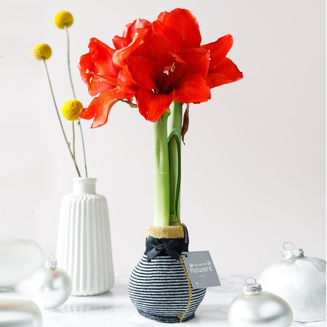 No Water Flowers® (wax amaryllis) | Fashionz Elegant - Silver + Red flower