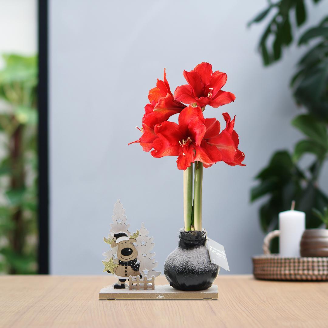 No Water Flowers® (wax amaryllis) | Winter Wonderland - Rudolp black + Red flower