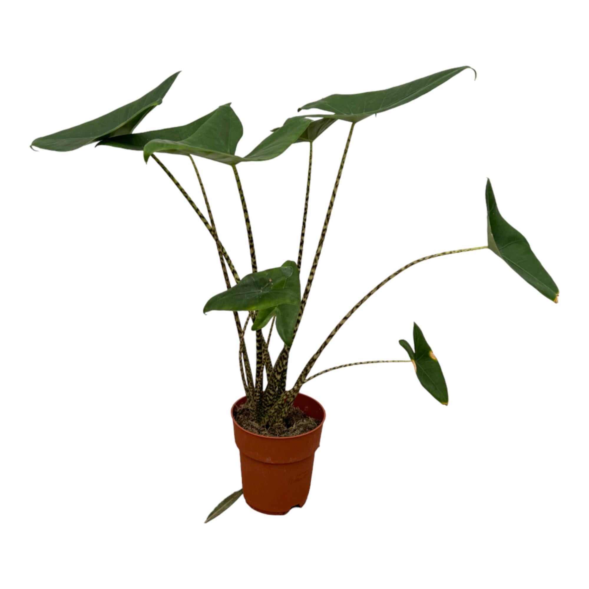 Elefantenohr - Alocasia Zebrina - 80 cm - Ø19cm