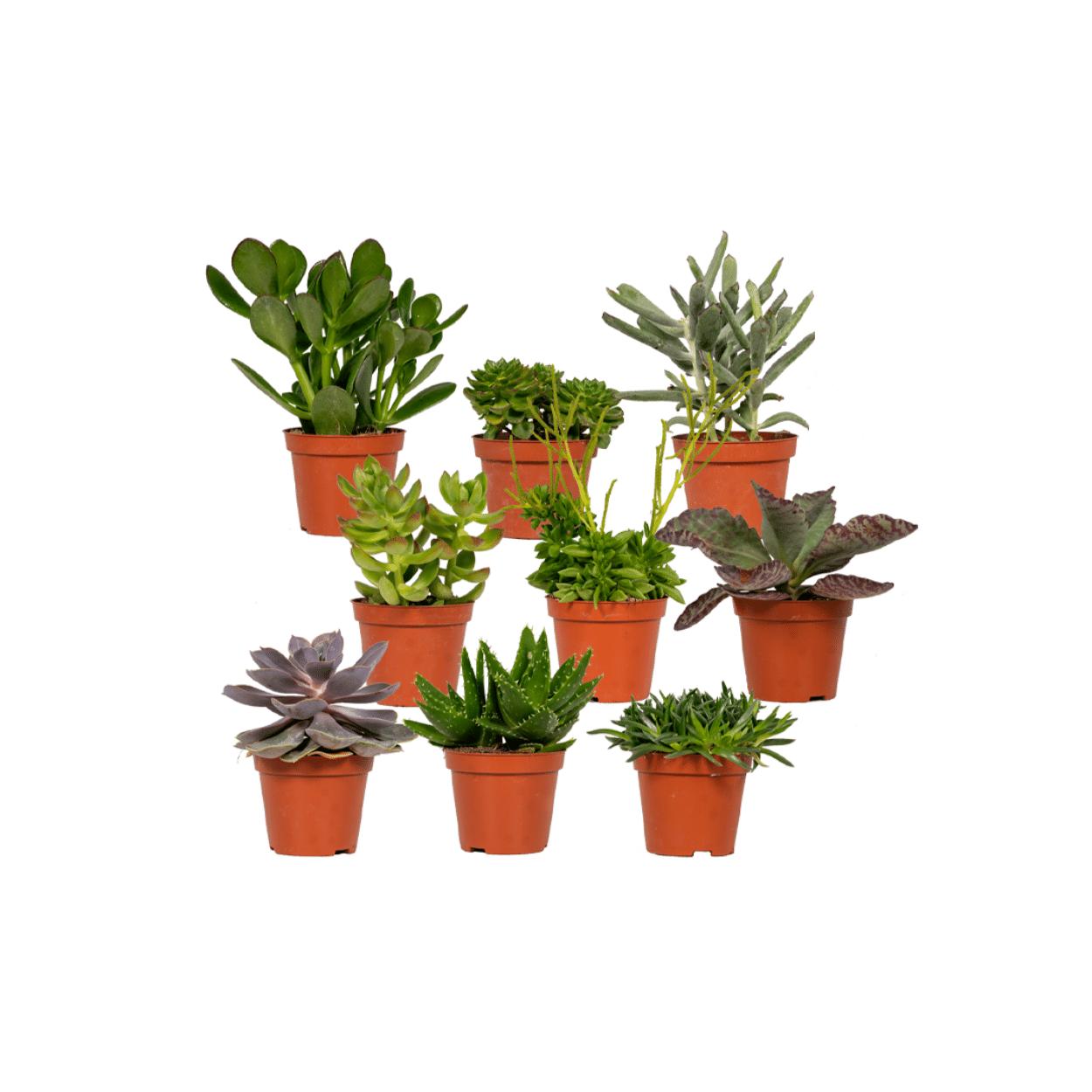 Succulentenmix - 9 stuks - Ø8,5cm - ↕10 cm