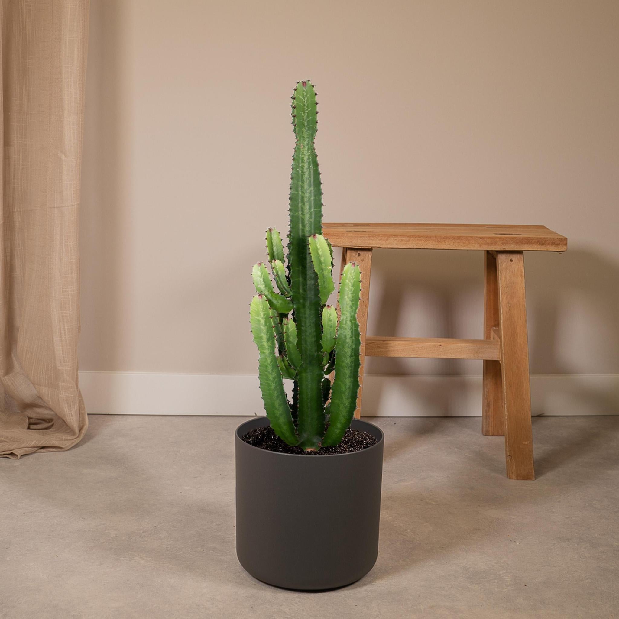 Weihnachtsstern Euphorbia Acrurensis - Ø24 - ↨60cm