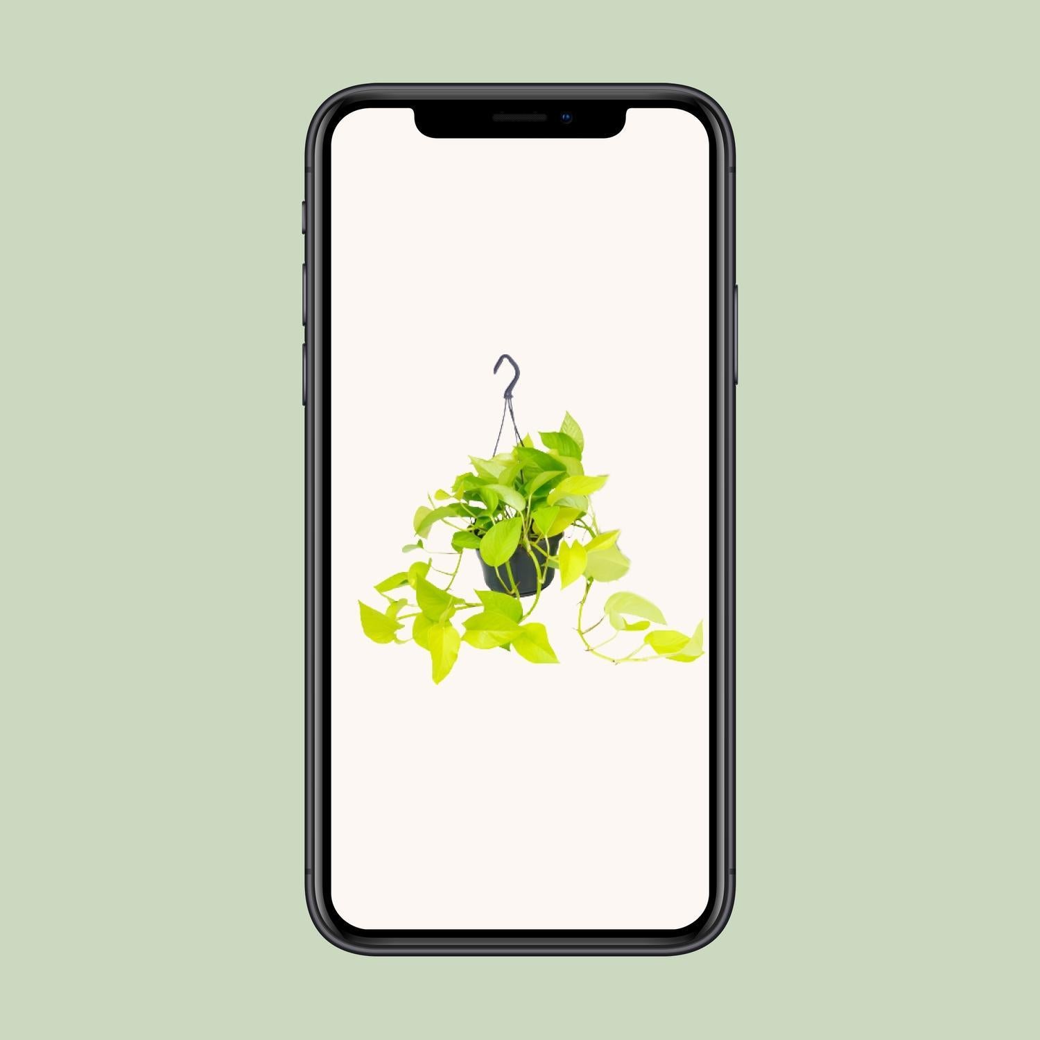 Epipremnum Gouden Pothos - Ø15 - ↨25cm