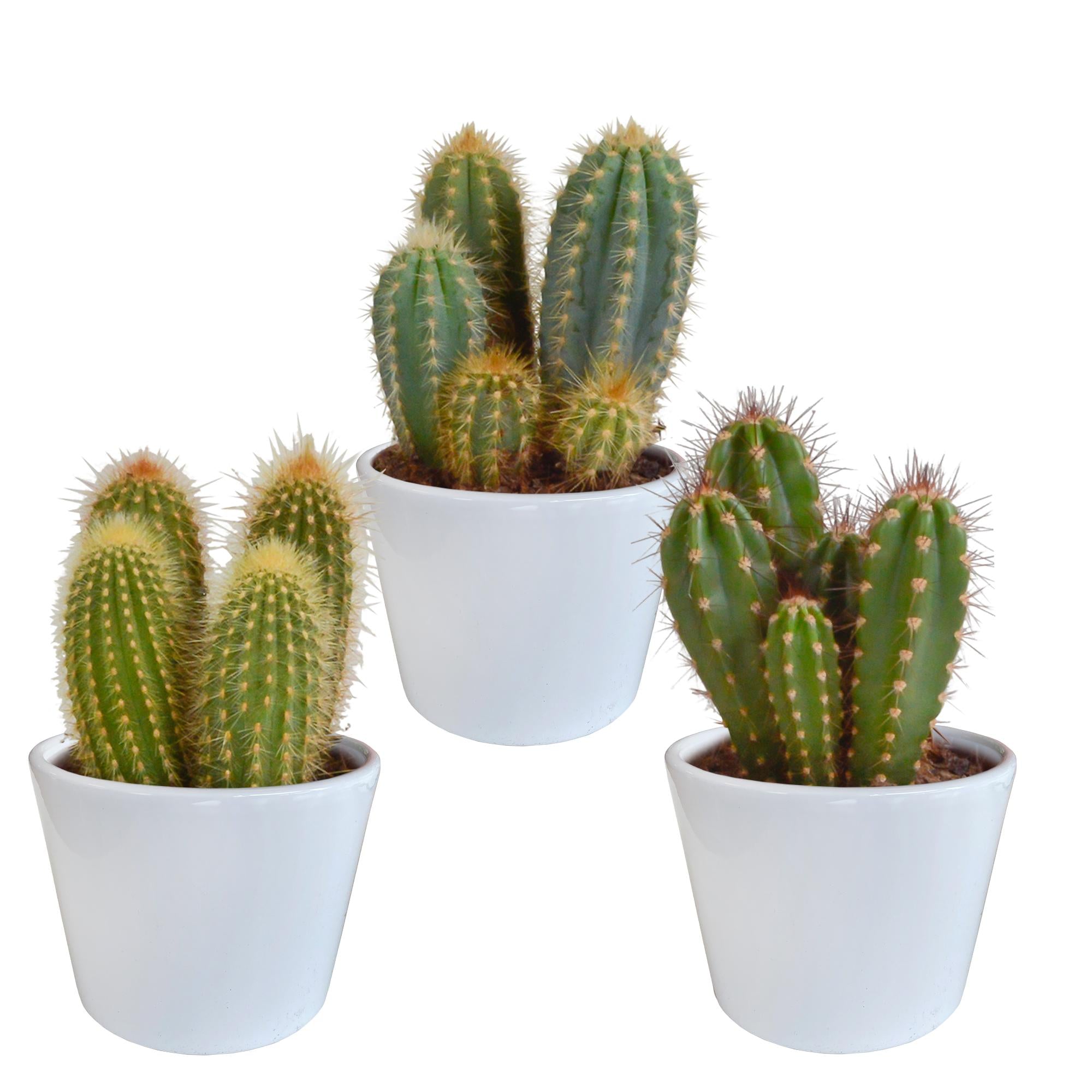 Säulenkaktus - Cereus-Mischung 10,5 cm - 3x - in witte pot