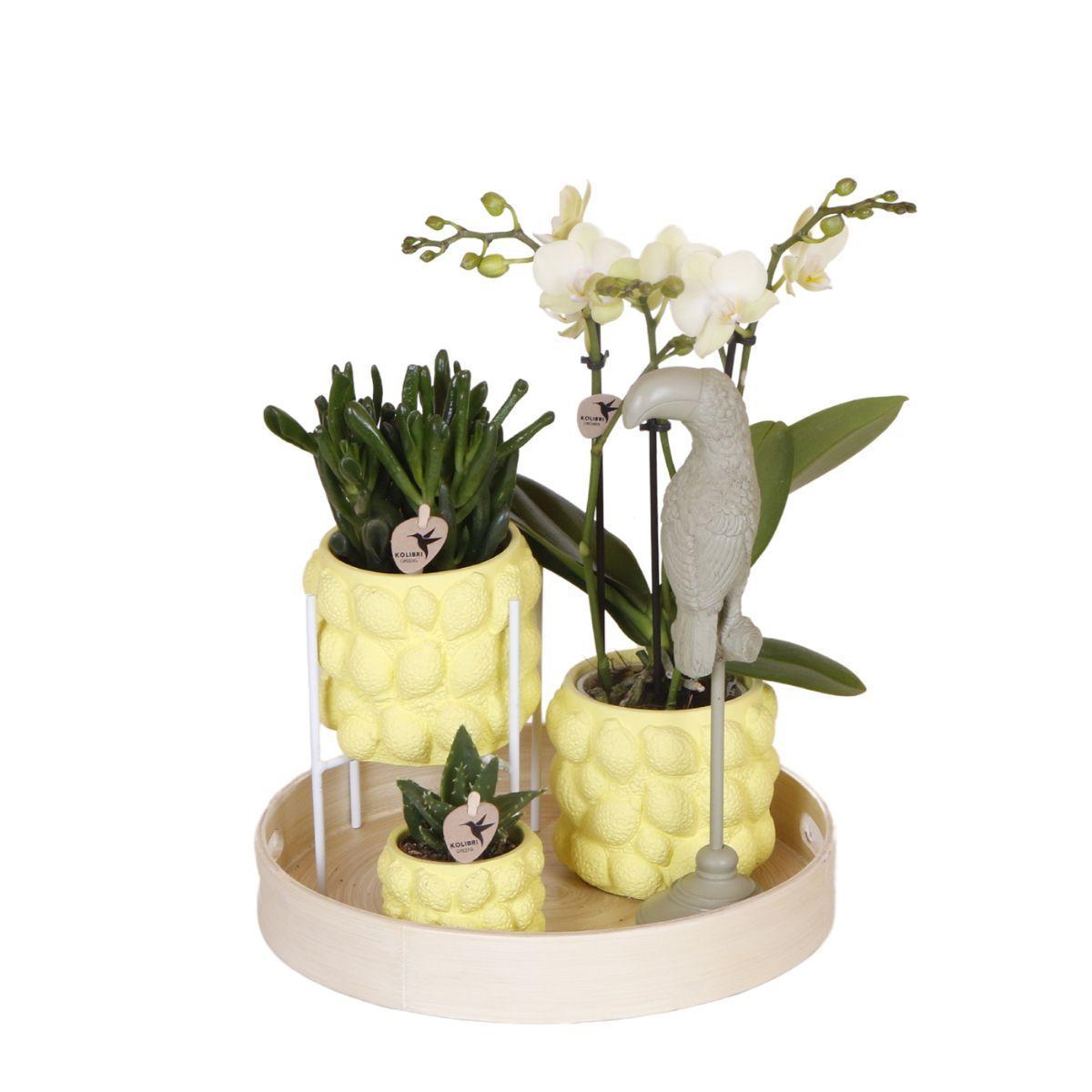 Orchidee Geschenkset Zitruspflanzen-Set mit gelber Phalaenopsis-Orchidee und Sukkulenten inkl. Keramik-Ziertöpfe