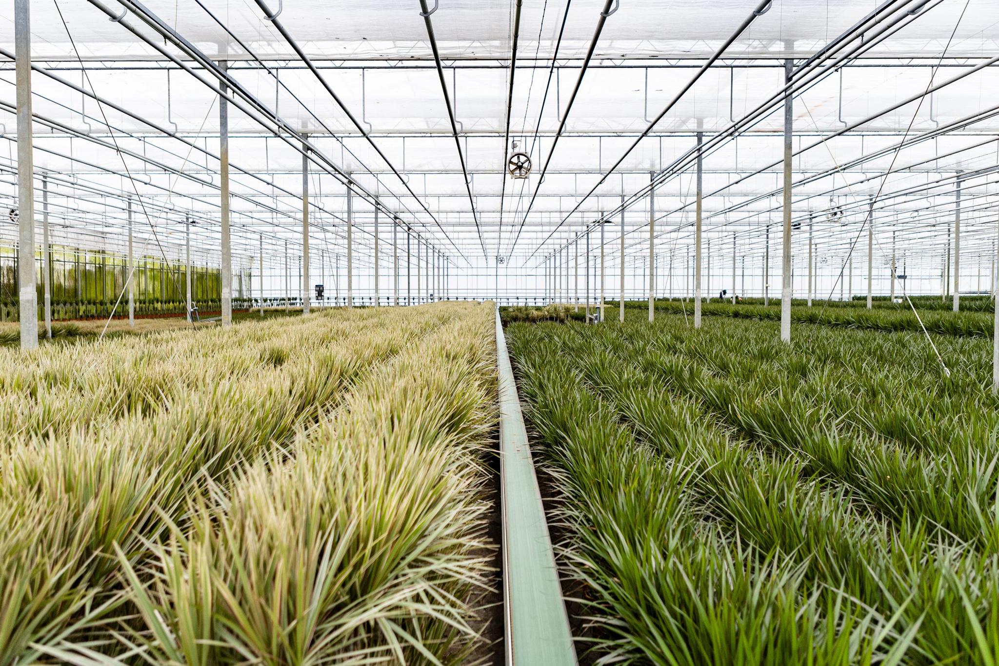 Drachenbaum Marginata - Dracaena Marginata - Ø21cm - ↕120cm