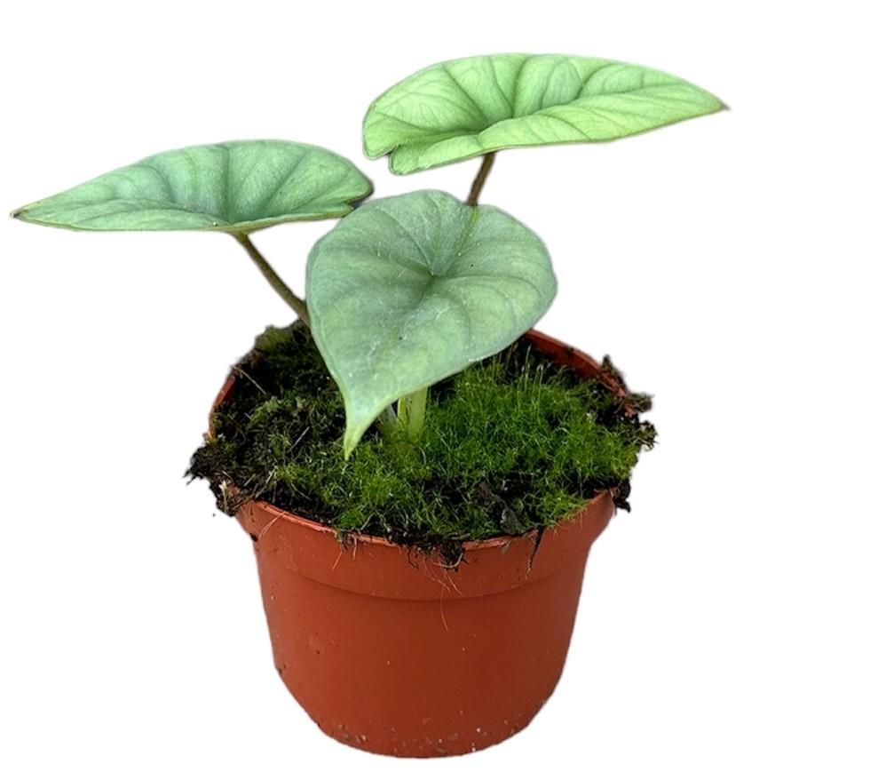 Elefantenohr - Alocasia Platinum - Ø10,5cm - ↕15cm