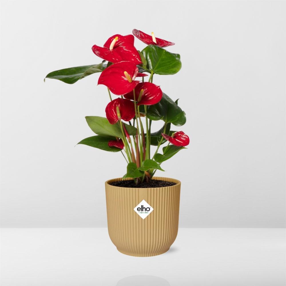 Anthurie - Anthurium Red 12cm in ELHO Vibes Fold 14cm Topf gelb