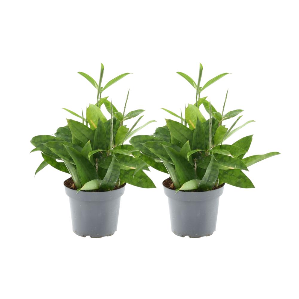 Japanischer Bambus - Dracaena Surculosa - 2 Stücke - Ø14cm - ↕40cm