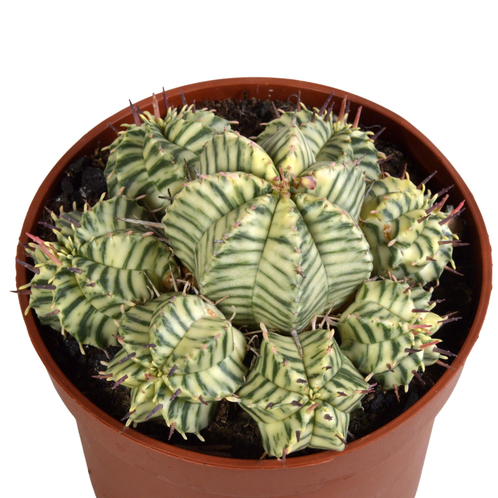 Kaktus Variegata - Euphorbia meloformis variegata - 10,5cm - 1x