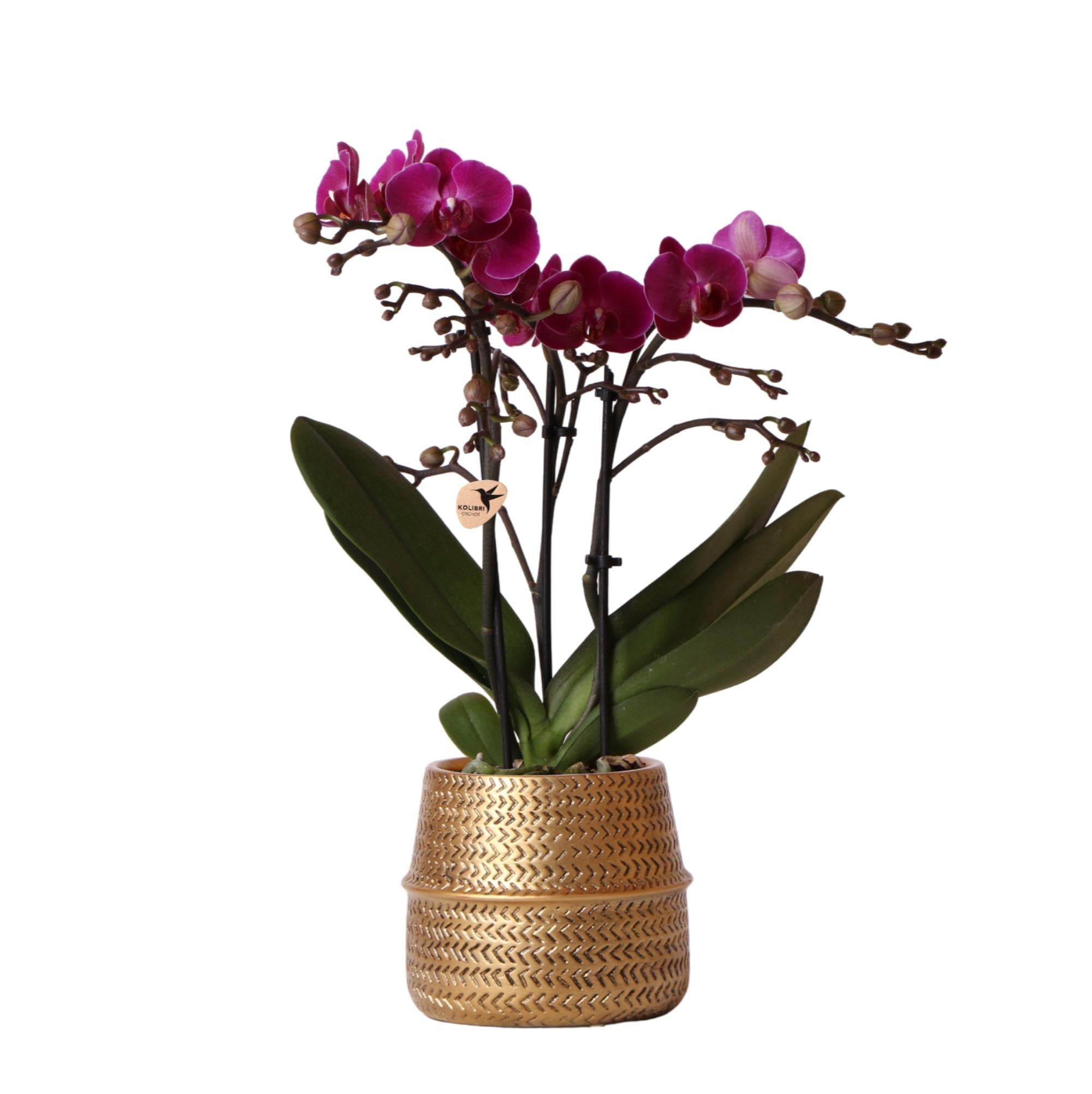 Orchidee Lila Phalaenopsis Orchidee - Morelia + Groove Ziertopf gold - Topfgröße Ø9cm - 35cm hoch | blühende Zimmerpflanze - frisch vom Züchter