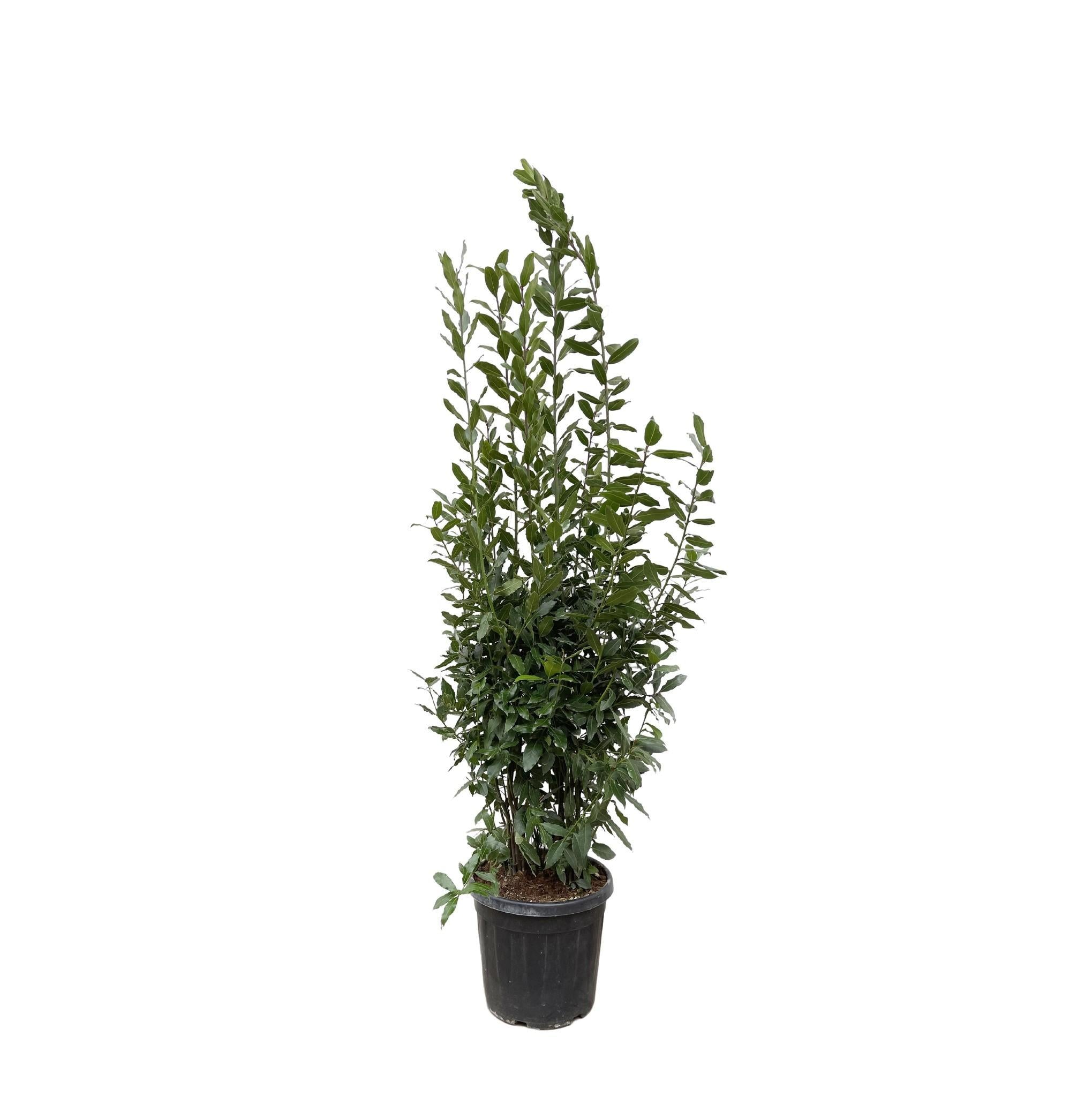 Lorbeerstrauch - Laurus Nobilis-Strauch - 210 cm - ø50