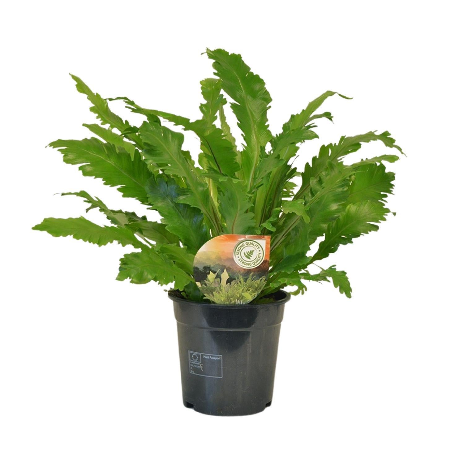 Nestfarn - Asplenium Campio - Ø17cm - ↕50cm