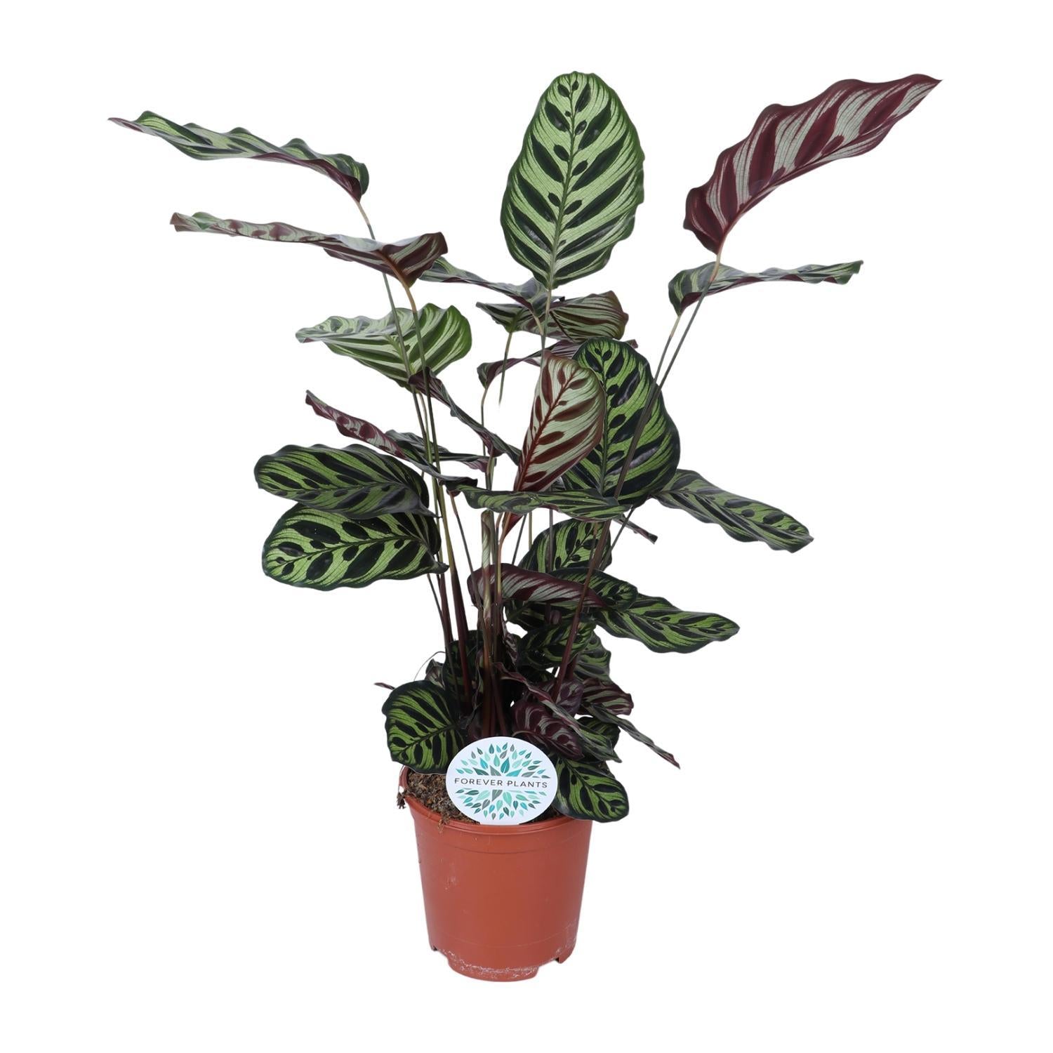 Pfauenpflanze - Calathea Makoyana - Ø21cm - ↕70cm