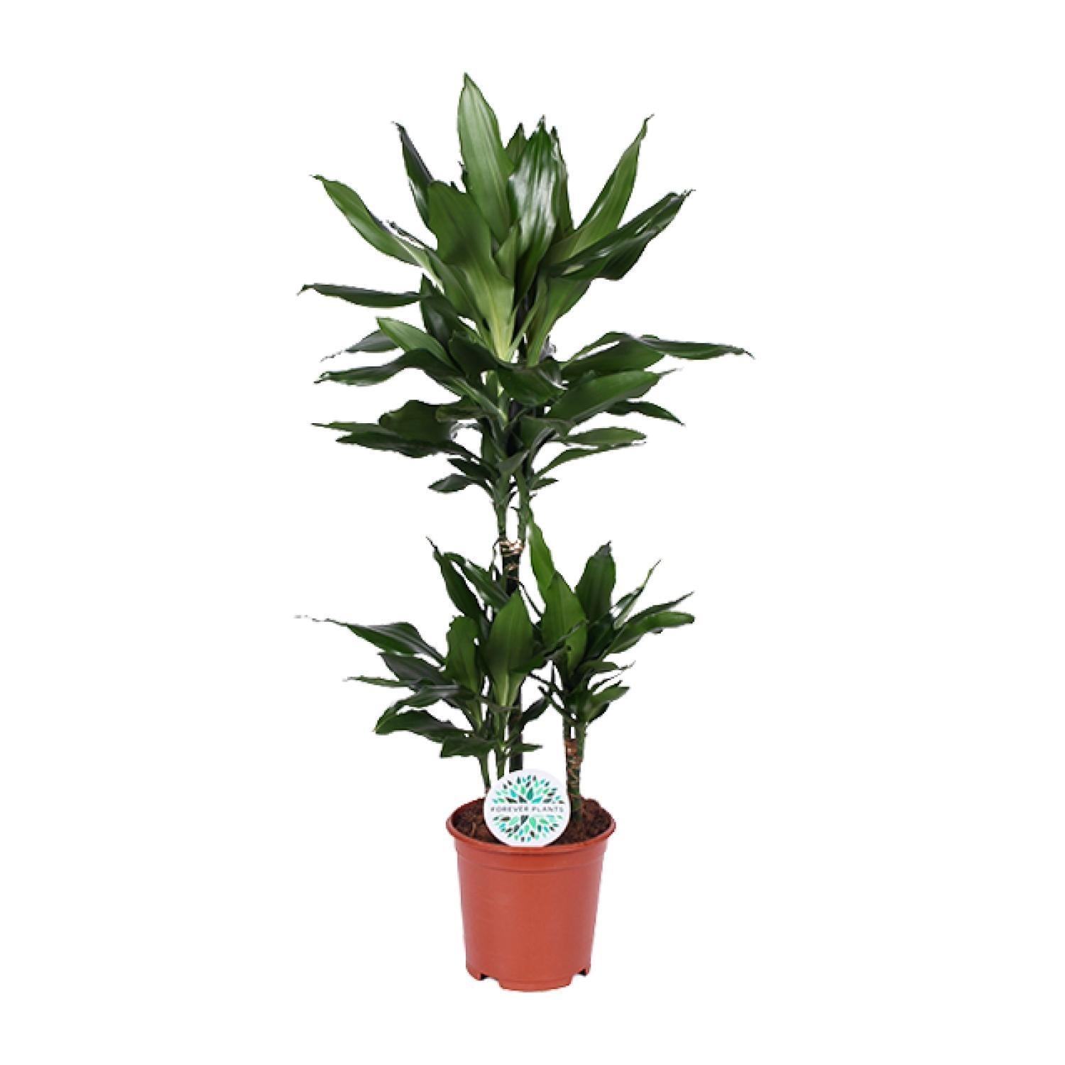 Drachenbaum Janet Lind - Dracaena Janet Lind - Ø21cm - ↕90cm