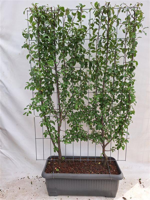 Pflaumenhecke - Prunus d. 'Opal' - Pflaumenbaum - Fertighecke - 120 x 180 cm