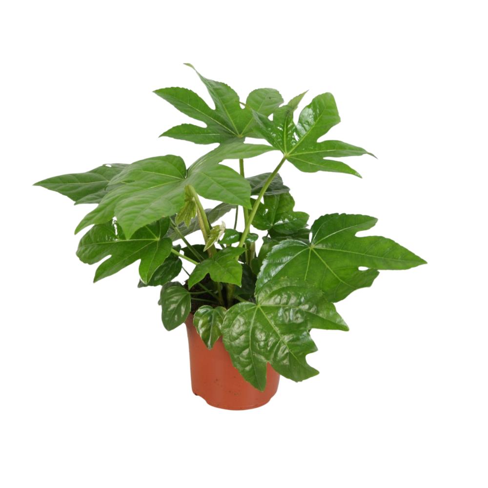 Japanische Aralie - Fastia Japonica Overig - Ø12cm - ↕45cm