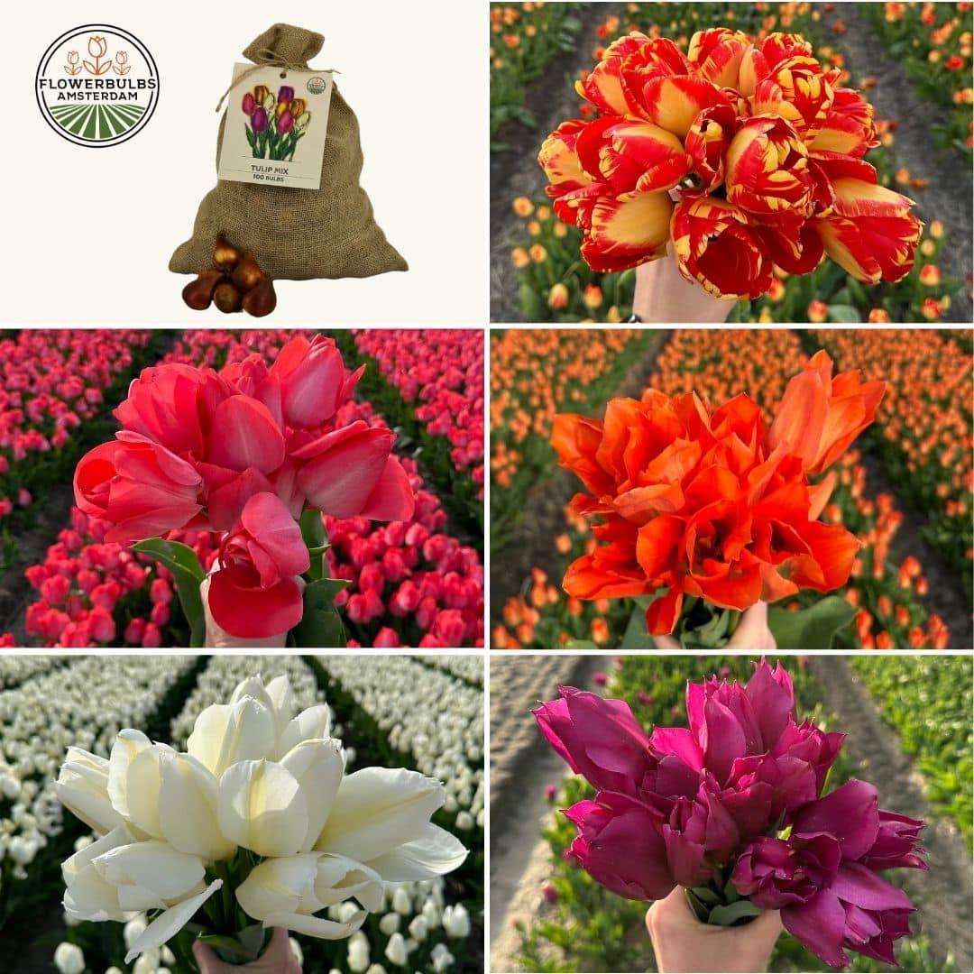 Tulpen Mix - Vorteilspackung, 100 Blumenzwiebeln für 2,5 qm Blumenpracht - Größe 12+