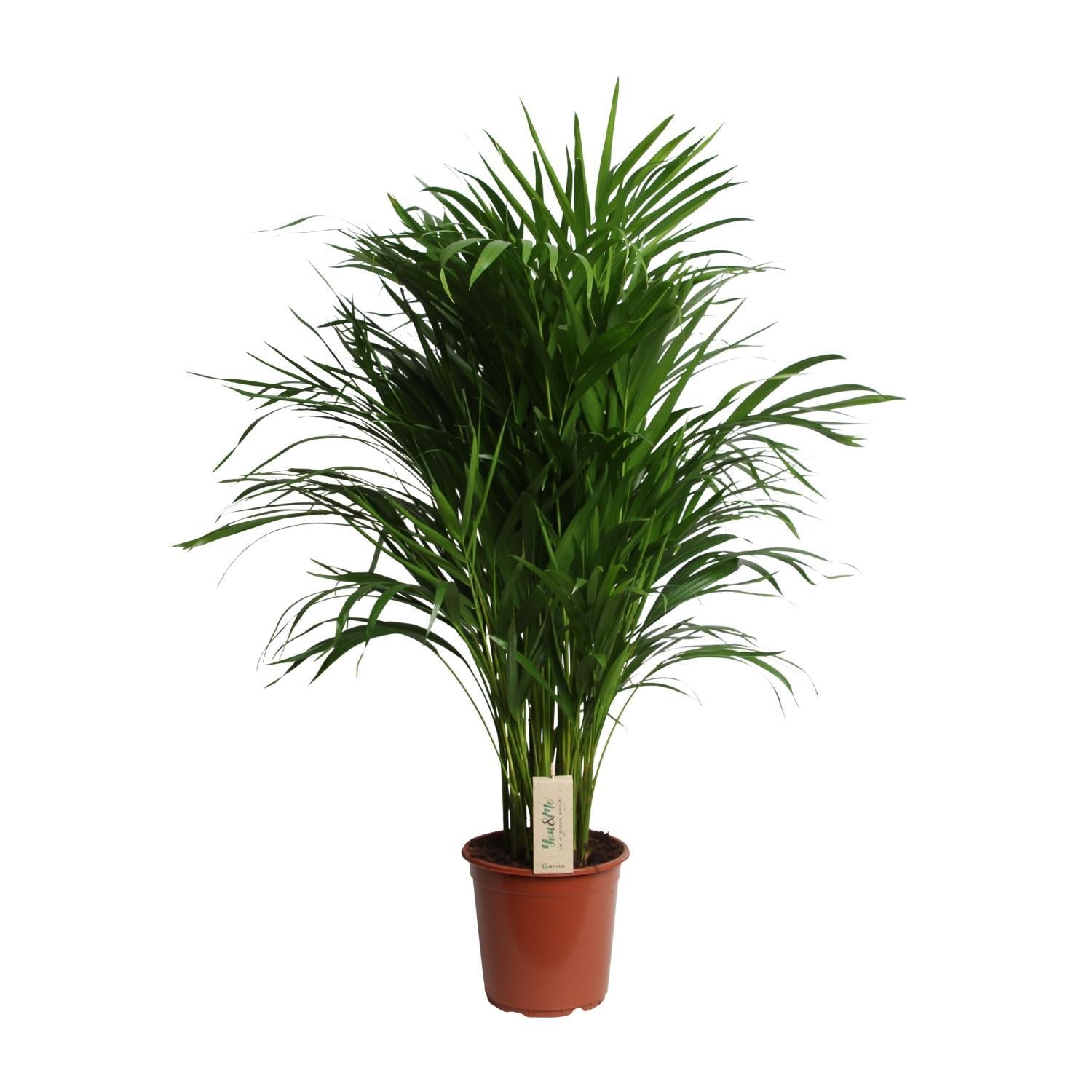 Arecapalme  Dypsis Lutescens  - Ø21cm - ↕100cm