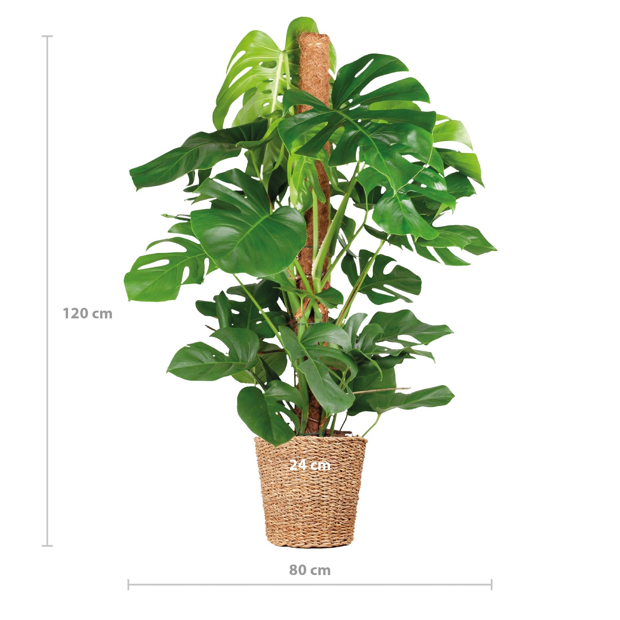 Schweizer Käsepflanze - Monstera Deliciosa XL am Moosstab - mit Korb Torun  - 120cm - Ø24