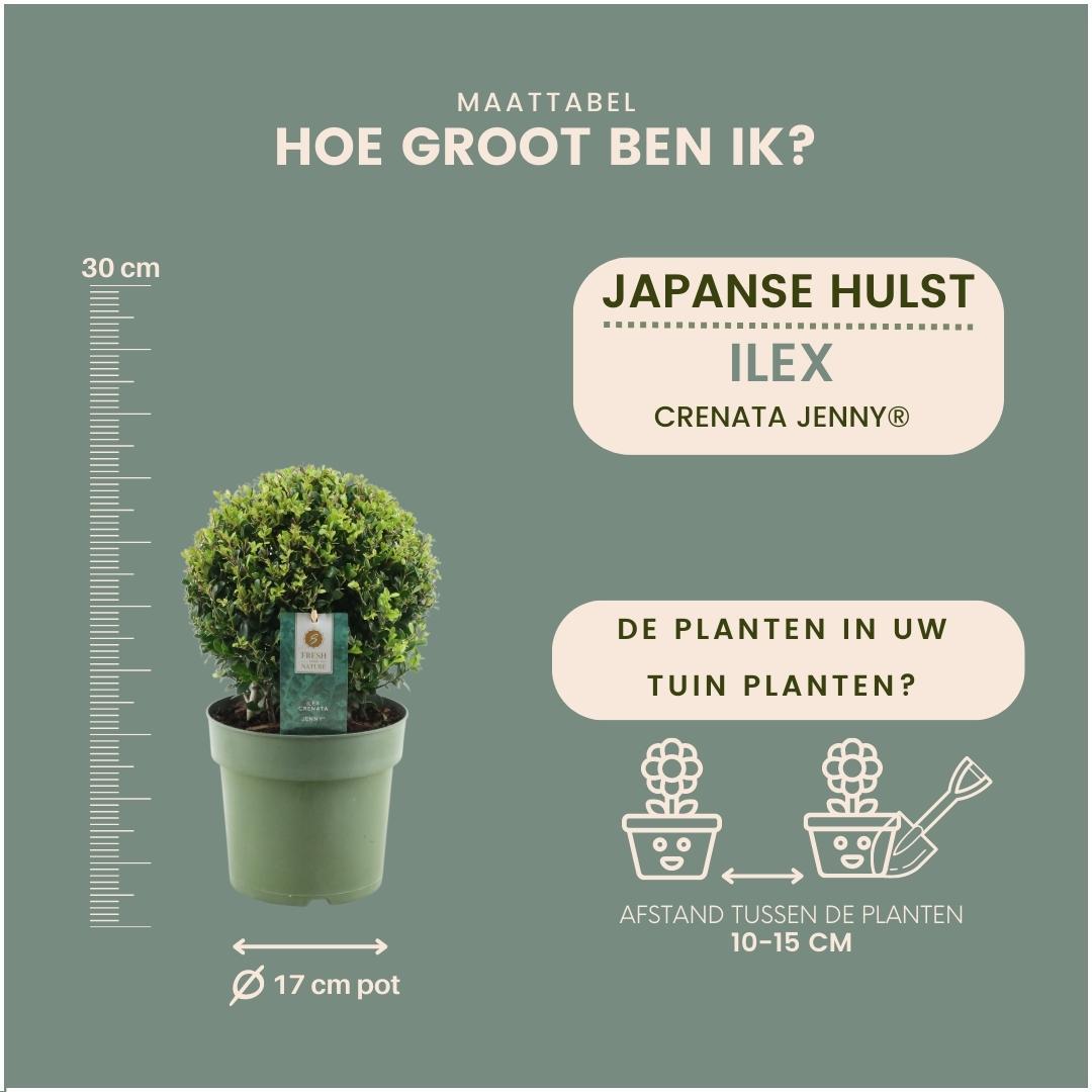 Japanische Stechpalme Ilex crenata  20 cm Ø Durchmesser   2 Stück