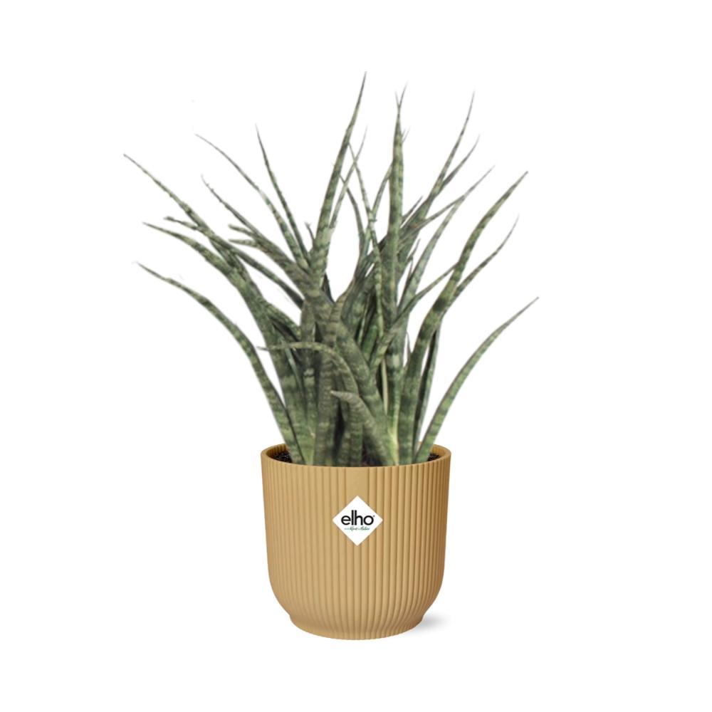 Schwiegermutterzunge - Sansevieria Fernwood Punk in ELHO Vibes Fold 14cm geel Topf gelb