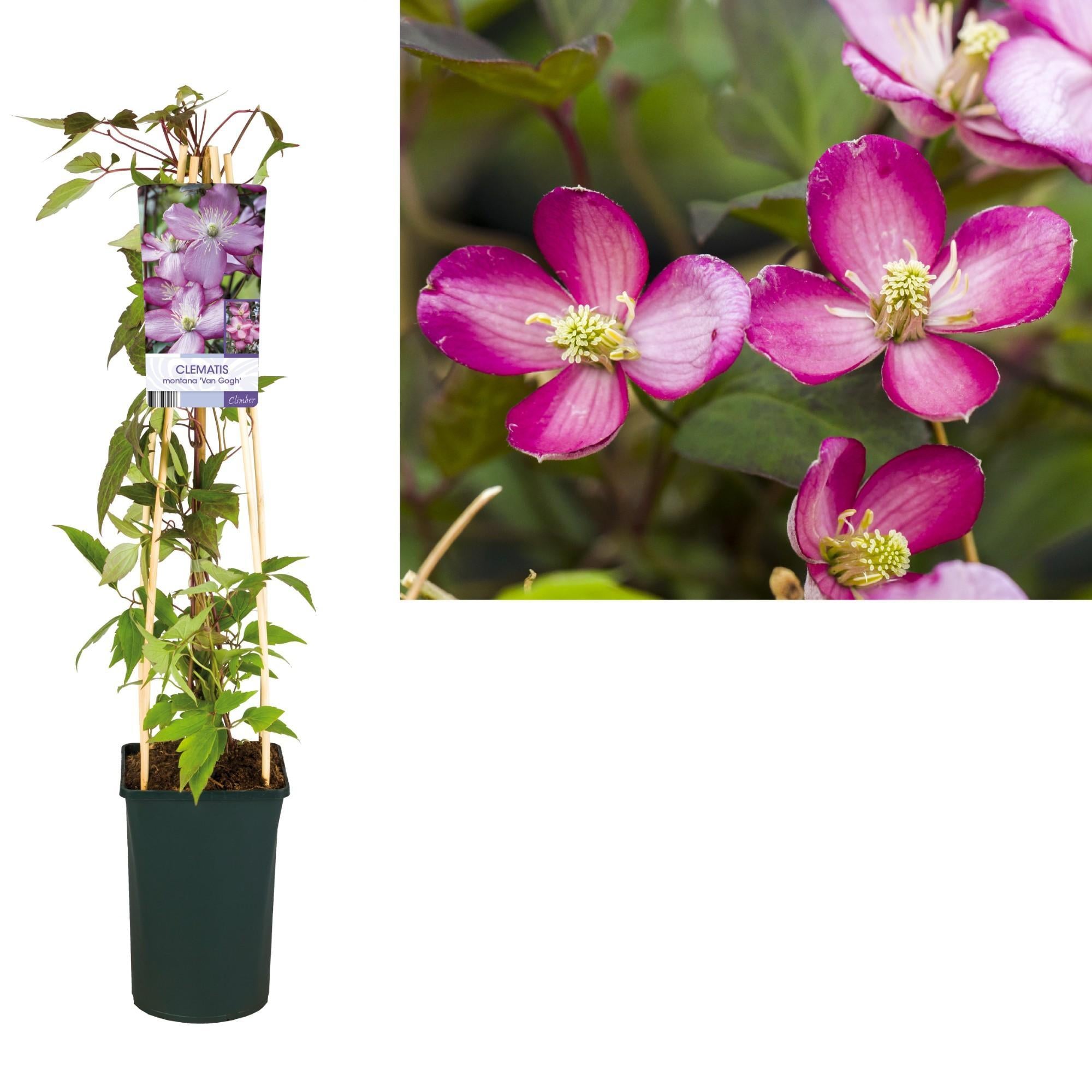 Clematis Montana 'Van Gogh' - Waldrebe Clematis rosafarben magenta - Ø17cm - ↕75cm