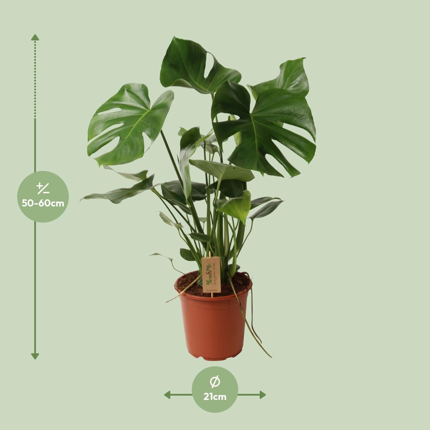 Monstera Deliciosa P21 - Ø21cm - ↕60cm