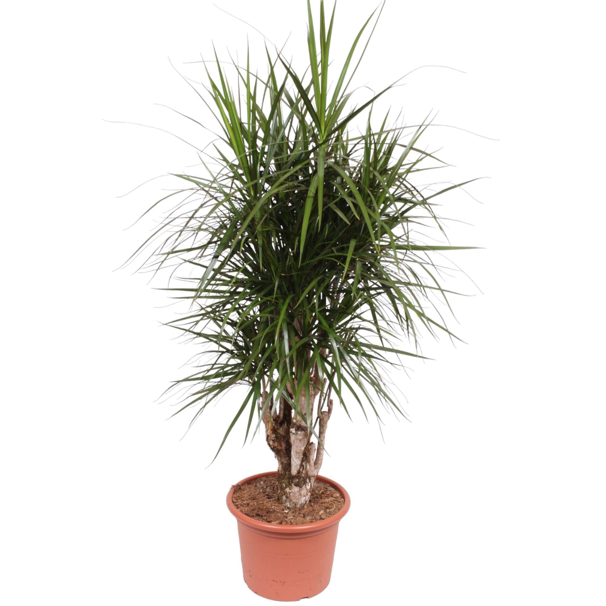 Drachenbaum Marginata - Dracaena Marginata verzweigt- 170 cm - ø40