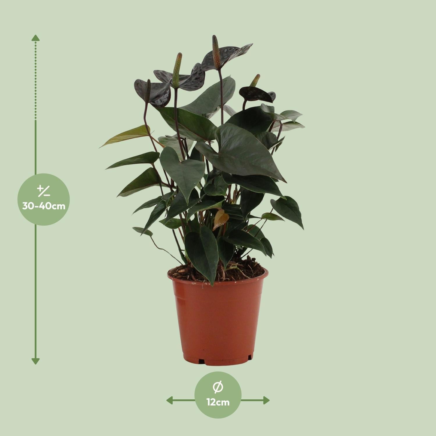 Anthurium Black Love In Transparante Hoes - Ø12cm - ↕36cm