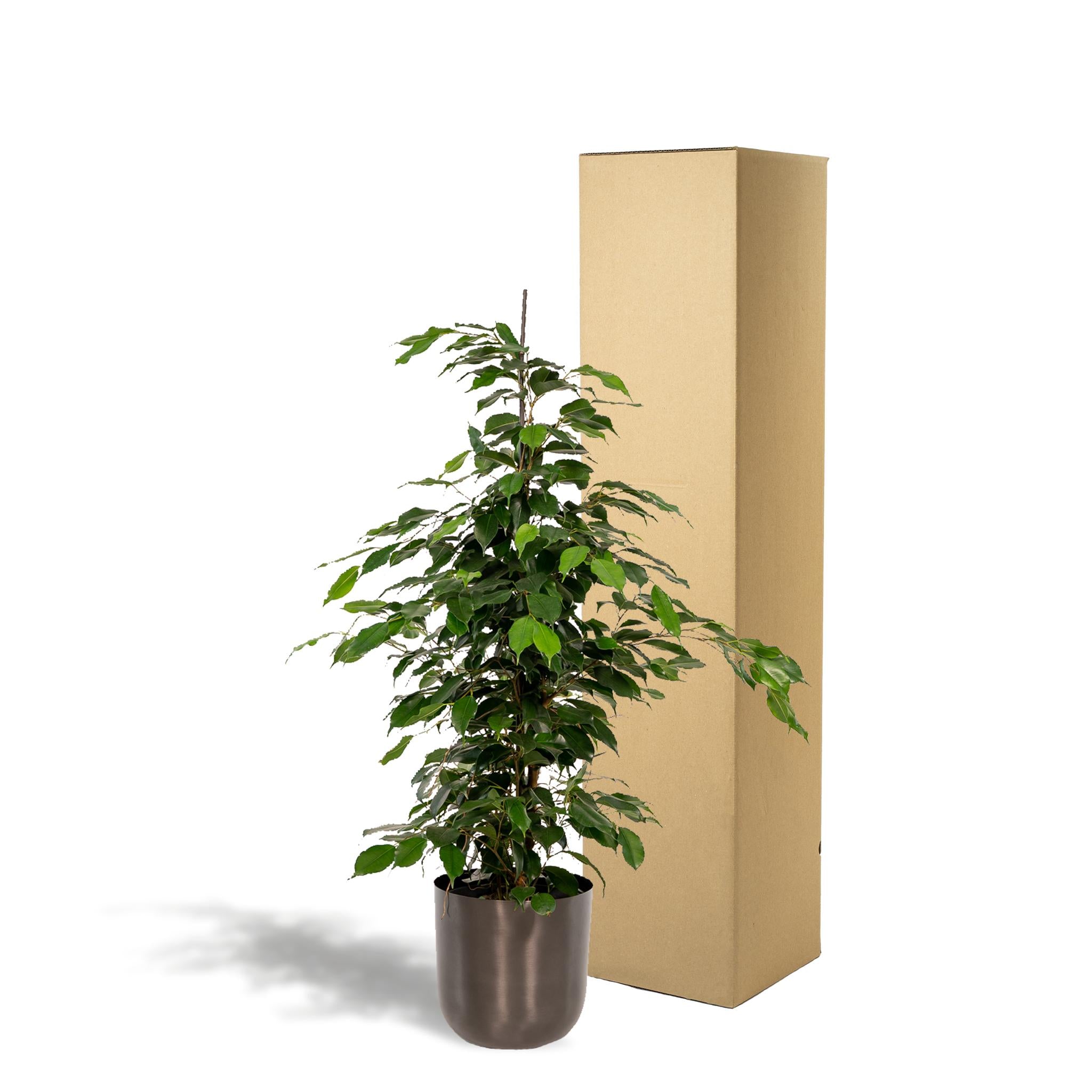 Birkenfeige - Ficus Benjamina Danielle - Ø21cm - ↕95cm + Topf Mayk Lead