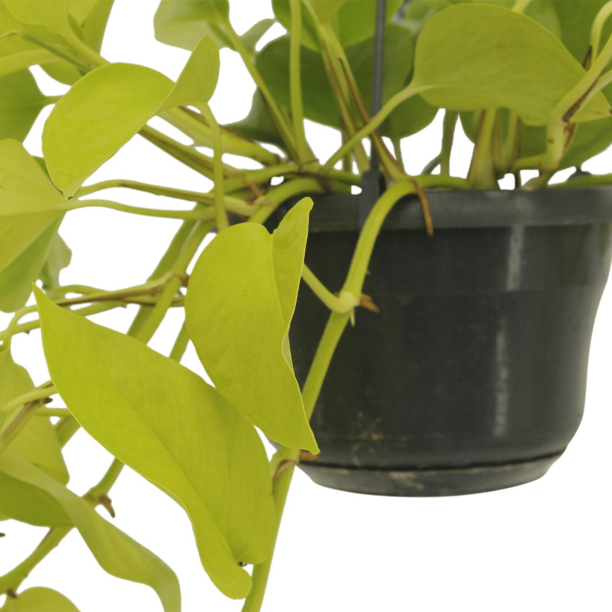 Epipremnum Gouden Pothos (Scindapsus) - 2 stuks - Ø15cm - ↕25cm