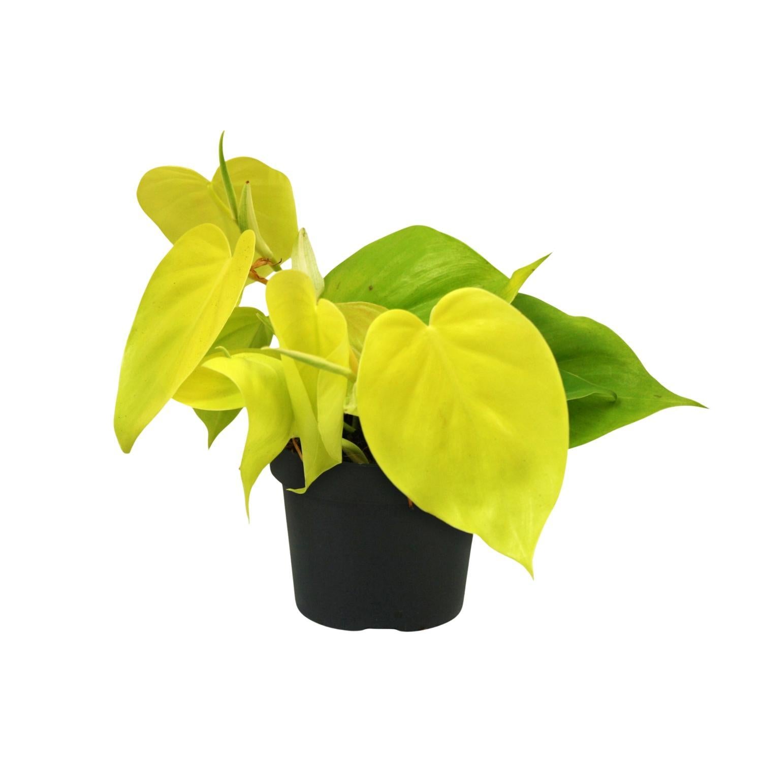 Philodendron Limoen - Ø12cm - ↕20cm